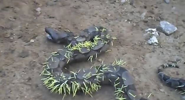 एक साळिंद्र खाण्याचा प्रयत्न करत असताना या अजगराच्या शरीरात हे काटे रुतले. 