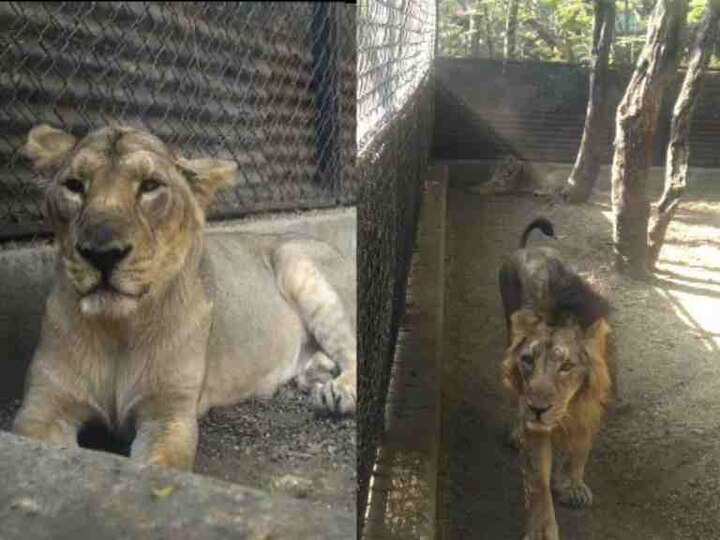 New Couple Of Lions In Katraj Zoo Pune Today Onwards Live Updates कात्रजच्या उद्यानात सिंहाची नवी जोडी, आजपासून पुणेकरांना दर्शन