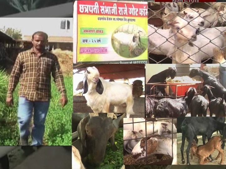 712 Buldana Goat Farming Success Of Rajiv Shirsat बरकत देणारी बकरी, शेळीपालनाची सुरुवात कशी करावी?