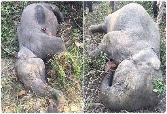 Uttarakhand Two Elephants Killed After They Were Hit By Ranikhet Express उत्तराखंडमध्ये रेल्वेच्या धडकेत हत्तीच्या दोन पिल्लांचा मृत्यू