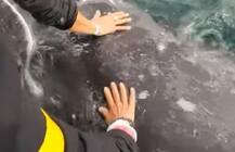 मेक्सिकोतील एका महिलेची व्हेल माशासोबत मैत्री