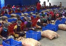 फ्रोझन फळं-भाज्या परदेशात, वर्ध्याच्या दाम्पत्याचा भन्नाट उपक्रम