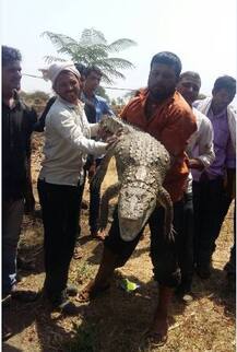 लातूरमध्ये शेतात चार फूट लांब, 65 किलो वजनी मगर!