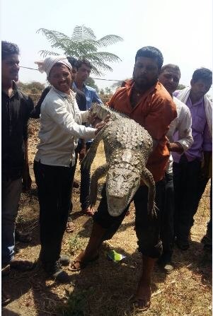  लातूरमध्ये चक्क एका शेतामध्ये मगर आढळल्यानं खळबळ उडाली आहे.