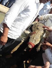 लातूरमध्ये शेतात चार फूट लांब, 65 किलो वजनी मगर!