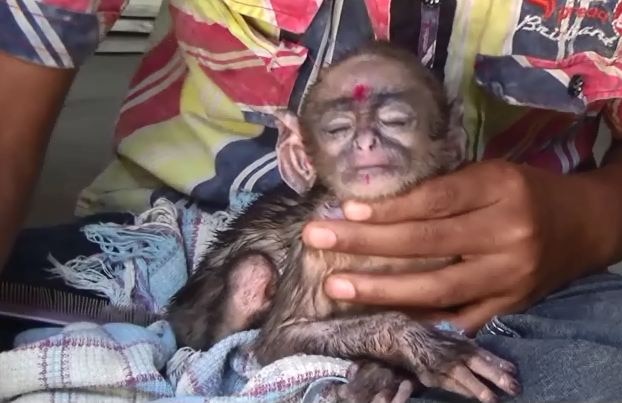 Yawatmal Monkey In Vilayatkar Family लळा लावणारी 'राणी', विलायतकर कुटुंबातली अनोखी पाहुणी