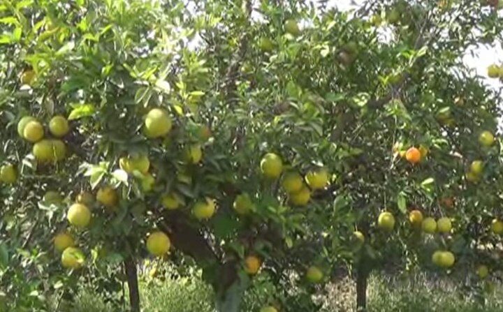 Sweet Lime Producer Farmers In Crisis Due To Low Rates Latest Updates मोसंबीचेही भाव कोसळले, शेतकरी पुन्हा अडचणीत