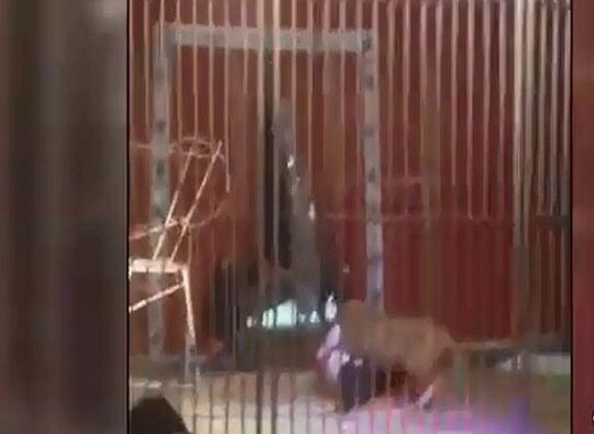 France Lion Attacks Trainer During Performance At Circus VIDEO: जेव्हा सिंह जबड्यात रिंगमास्तराची मान धरतो