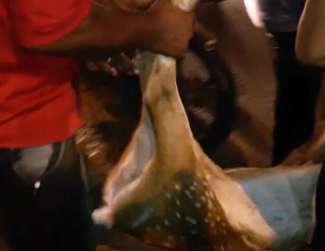 मुंबईत रिक्षाच्या धडकेत हरणाचा मृत्यू, रिक्षाचालकही जखमी