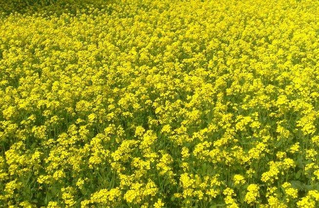 Mustard One Step Closer To Becoming 2nd Gm Crop In India देशात जीएम मोहरीच्या लागवडीचा मार्ग खुला होण्याची चिन्हं