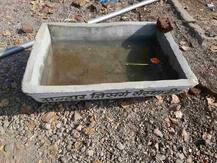 बीड : भर दुष्काळात जगवलेल्या झाडांवर पक्ष्यांसाठी पाण्याची सोय