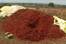 सोयाबीन-तुरीनंतर मिरची रखडली, 15 रुपये किलोनं विक्रीची वेळ