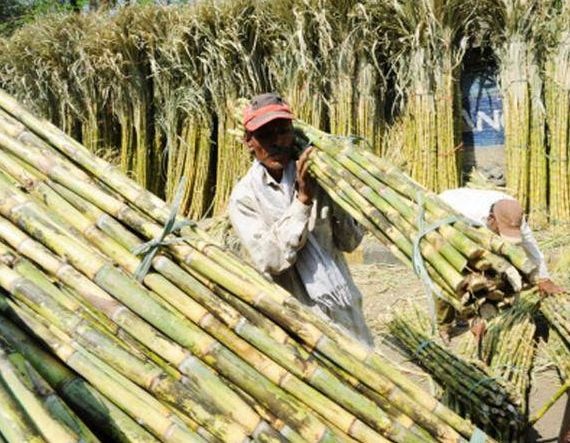 Cabinet approves Rs 5.5 per quintal subsidy for sugarcane farmers  ऊस उत्पादकांसाठी गुड न्यूज, 55 रुपयांची सबसिडी मिळणार!