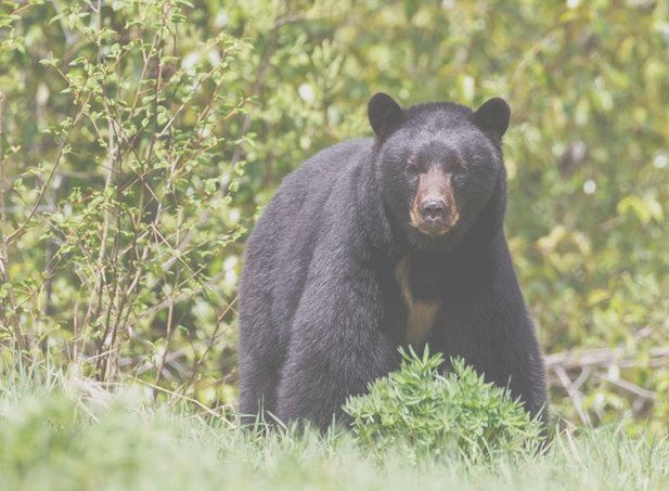 Gadchiroli Bear Attacks Lady No Relief Due To Poor Health System Latest News अस्वलाच्या हल्ल्यात बचावली, व्यवस्थेच्या कचाट्यात अडकली