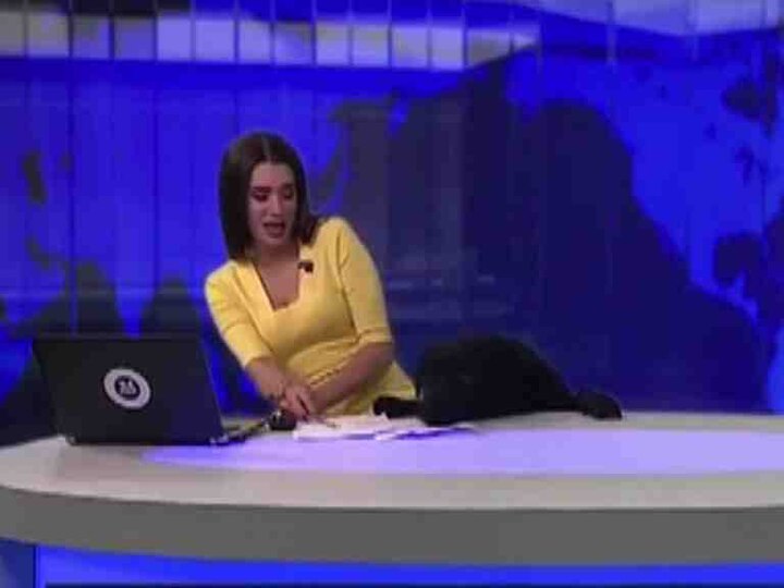 Dog Interrupts Russian News Broadcast Anchor A Cat Person In Moscow Latest Update व्हिडिओ : ब्रेकिंग न्यूज सांगताना कुत्र्याची स्टुडिओत एंट्री, अँकरला हसू अनावर!