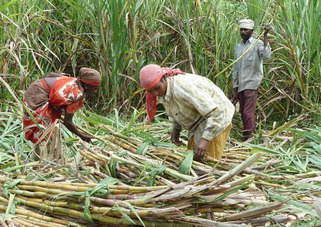 Cabinet Approves Hike In Sugarcane Fair Price By Rs 25 Per Quintal Latest Updates ऊसाच्या एफआरपीमध्ये वाढ, केंद्रीय मंत्रिमंडळाच्या बैठकीत शिक्कामोर्तब