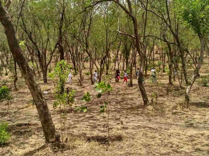 ‘झाड़े लावा, झाडे जगवा’ या संकल्पनेनुसार विविध संकटांना तोंड देत ही झाडं जगवण्यात येऊन त्यांच संवर्धन करण्यात येत आहे आणि आज पर्यावरण दिनी या झाडांना 2 वर्ष पूर्ण झाल्याने त्यांचा वाढदिवस आज साजरा करण्यात आला.