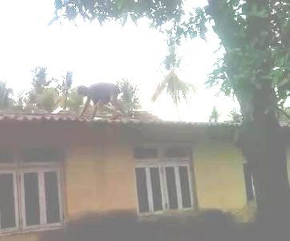 Husband Trying To Jump Over The Roof In Vasai पत्नीसोबत कडाक्याचं भांडण, पतीराजाचा छतावरुन उडी मारण्याचा प्रयत्न