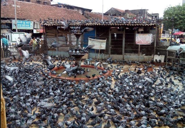 Mns Demands To Shut Kabutarkhana In Dadar Stating Pigeons Are Nuisance दादरमधील कबुतरखाना बंद करा, मनसेची पालिकेकडे मागणी