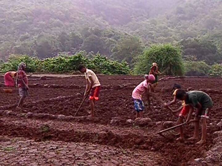 भात हे कोकणातील प्रमुख पीक आहे. त्यामुळे पावसाची सुरुवात होताच भाताच्या शेतीसाठी नांगरणी केली जाते.