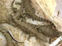 कृष्णा नदीत मगरीची 22 पिल्लं सापडली!