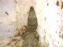 कृष्णा नदीत मगरीची 22 पिल्लं सापडली!