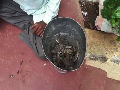 कृष्णा नदीत मगरीची 22 पिल्लं सापडली! कृष्णा नदीत मगरीची 22 पिल्लं सापडली!