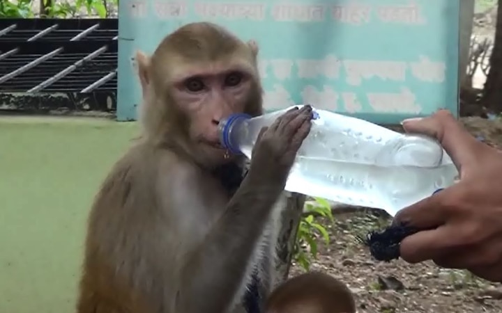 Female Monkey Stop Drinking Alcohol Latest Updates वर्ध्याच्या राणीने दारु सोडली!