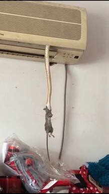 उंदराला गिळण्यासाठी सापाची चक्क एसीतून एंट्री 