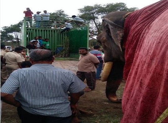 Aundh Elephant Finally Taken To Mathura After Petas Decision Latest News गाव सोडण्यास नकार देणारा गजराज अखेर मथुरेला रवाना