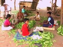 गडचिरोलीतली 169 गावं तेंदूपत्त्यामुळे करोडपती होणार