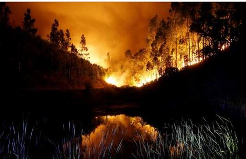 पोर्तुगालमध्ये वणव्यामुळे लागलेल्या आगीत 57 जणांचा मृत्यू