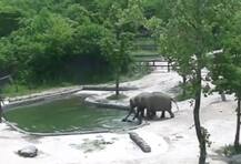 पाण्यात पडलेल्या लेकराला वाचवण्यासाठी हत्तीणीची जिवाची शर्थ