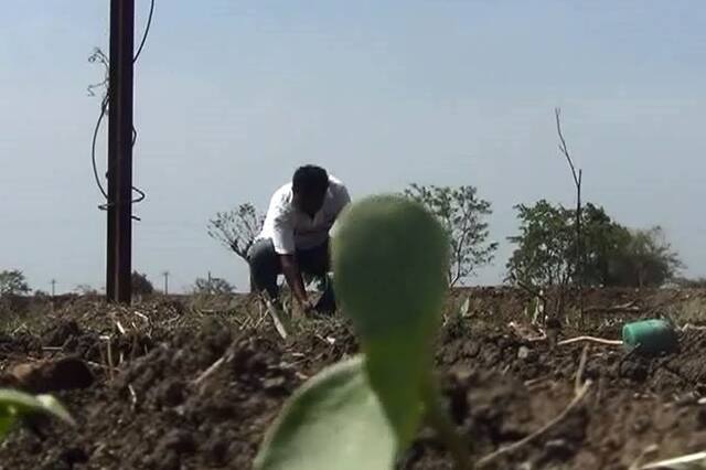 घाई करु नका, अजून पेरणीयोग्य पाऊस नाही : कृषी विद्यापीठ