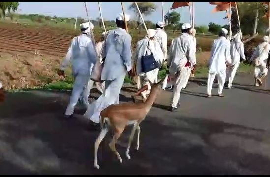 Deer In Wari Along With Bhojane Maharaj Palakhi Latest News भोजने महाराजांच्या पालखीसोबत हरीणही पंढरीच्या वाटेवर