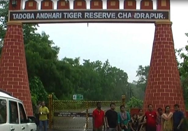 Chandrapur Tadoba Andhari Tiger Reserve To Remain Close Latest Update चंद्रपुरातील ताडोबा अभयारण्य 15 ऑक्टोबरपर्यंत बंद