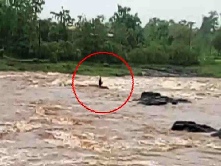 Palghar One Stuck In Flood Of Tambadi River Latest Update पालघरमध्ये तांबाडी नदीच्या पुरात अडकलेल्या तरुणाला वाचवलं