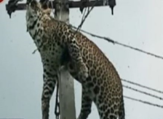 Leopard Found Electrocuted Atop Electric Pole In Telangana Latest Update विजेच्या खांबावर चढलेल्या बिबट्याचा शॉक लागून मृत्यू
