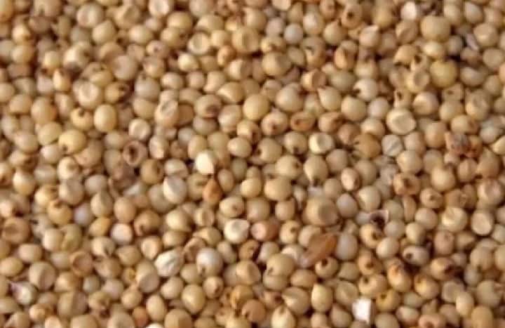 ज्वारीचा आपल्या आहारात समावेश केल्यास वजन कमी होण्यास मदत होते.