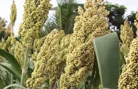 ज्वारीमुळे हाडांनाही मजबुती येते.