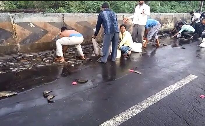 Navi Mumbai People Busy Collecting Fishes Instead Of Helping Victims Latest Update नवी मुंबईत अपघातानंतर मृतदेह पडून, मासे चोरण्यासाठी झुंबड