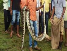 पुण्यात भेकर गिळून 13 फुटी अजगर निद्रावस्थेत आढळला!