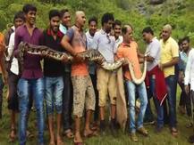 पुण्यात भेकर गिळून 13 फुटी अजगर निद्रावस्थेत आढळला!