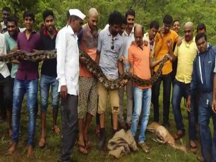 गेल्या काही वर्षांपासून मावळ तालुक्यातील जंगली परिसरात वारंवार अजगर आढळत असल्याने शेतकऱ्यांमध्ये भीतीचे वातावरण आहे.