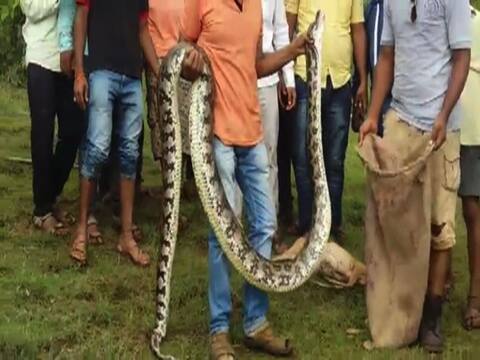 पुण्यात भेकर गिळून 13 फुटी अजगर निद्रावस्थेत आढळला! पुण्यात भेकर गिळून 13 फुटी अजगर निद्रावस्थेत आढळला!