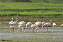 वसईत फ्लेमिंगोचं आगमन, पक्षीप्रेमींची फ्लेमिंगो पाहण्यासाठी गर्दी