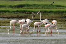वसईत फ्लेमिंगोचं आगमन, पक्षीप्रेमींची फ्लेमिंगो पाहण्यासाठी गर्दी