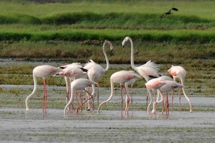 खाडीतील मासे टिपणारे रुबाबदार फ्लेमिंगो वसईचे छायाचित्रकार हनिफ पटेल यांनी आपल्या कैमऱ्यात कैद केले आहेत.