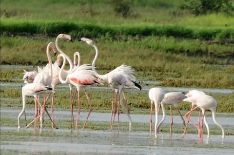 Flamingo Pelican Birds : విదేశీ పక్షులపై కాలుష్యం కాటు.. కలుషిత నీరు తాగి పక్షుల మృతి..