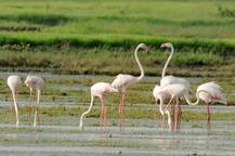 वसईत फ्लेमिंगोचं आगमन, पक्षीप्रेमींची फ्लेमिंगो पाहण्यासाठी गर्दी